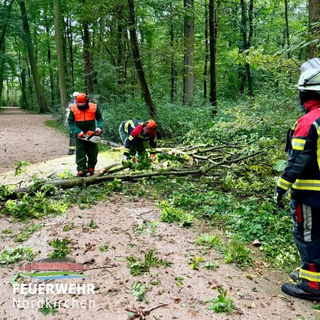 Umgestürzter Baum