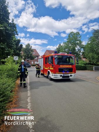 Ast auf Straße
