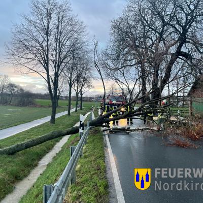 Baum auf Straße. Feuerwehrleute im Einsatz