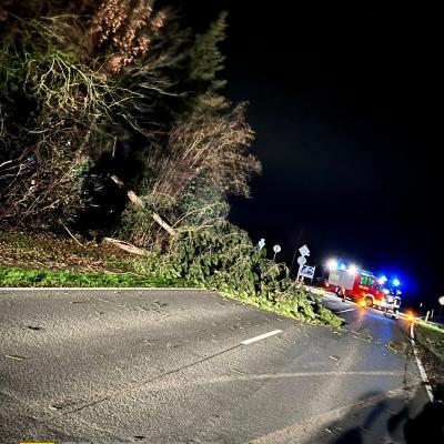 Bäume und Feuerwehrfahrzeuge und Feuerwehrleute