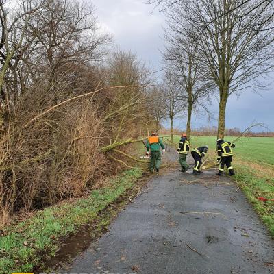 Bäume und Feuerwehrleute